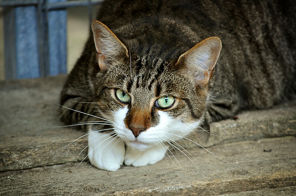 Kat Tilbehør, legetøj og foder til kat fra Rolfsminde Foder